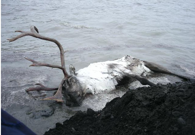 Dead Icelandic reindeer