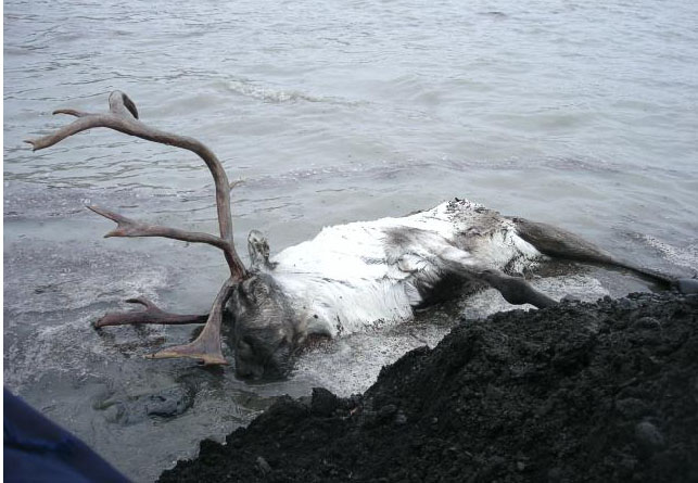 Dead Icelandic reindeer